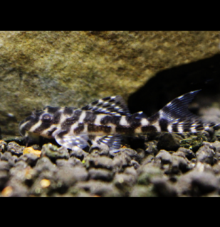 Krunýřovec King tiger pleco L066 - Hypancistrus sp. L066