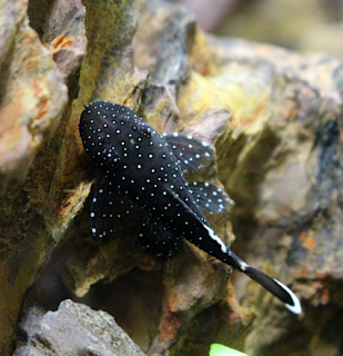 Krunýřovec L 213  - Ancistrus sp. L 213