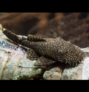 Krunýřovec obyčejný 2-3 cm - Ancistrus sp.