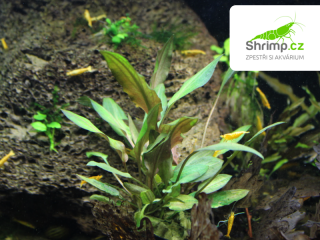 Kryptokoryna 'legroi' - košík (Cryptocoryne 'legroi')