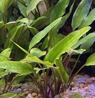 Kryptokoryna lutea - košík (Cryptocoryne lutea)