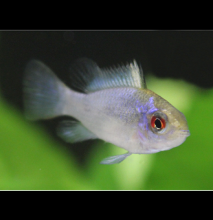 Mikrogeophagus Ramirez Electric blue