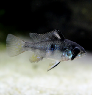 Mikrogeophagus ramirezi Black