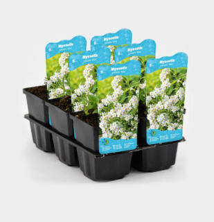 Myosotis palustris 'Alba' – košík 9x9 cm (Pomněnka bahenní 'Alba')