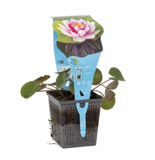 Nymphaea ‘Attraction’ – košík 11x11 cm (Leknín ‘Attraction’)