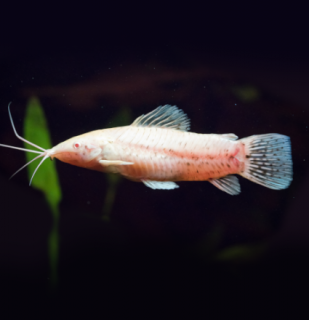 Pancéřníček kropenatý albín - Megalechis thoracata albin