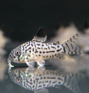 Pancéřníček leopardí – Corydoras julii