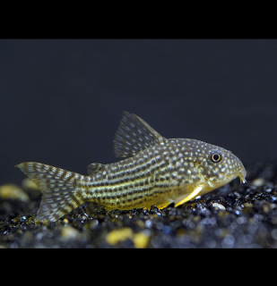 Pancéřníček Sterbův - Corydoras sterbai