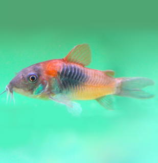 Pancéřníček Venezuela orange (Corydoras venezuelanus)