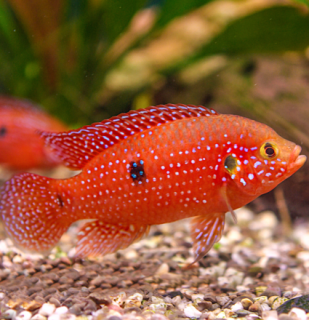 Perlovka rudá – Hemichromis lifalili
