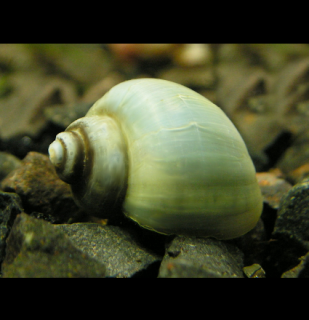 Plž Ampulária modrá - Ampullaria australis