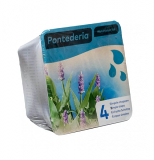 Pontederia cordata – blistr 18 cm (Modráska srdčitá)