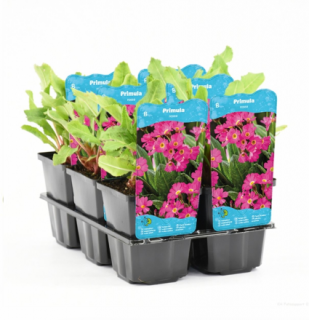 Primula rosea – košík 9x9 cm (Prvosenka růžová)