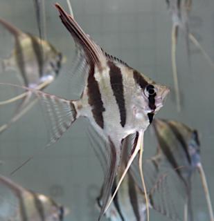 Pterophyllum altum orinoco
