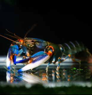 Rak Blue Kong - samice - Cherax alyciae