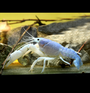 Rak floridský - Procambarus alleni