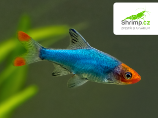 Razbora lysá - 20 ks - Rasbora sawbwa
