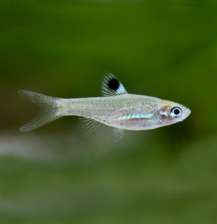 Razbora okoskvrnná - Brevibora dorsiocellata
