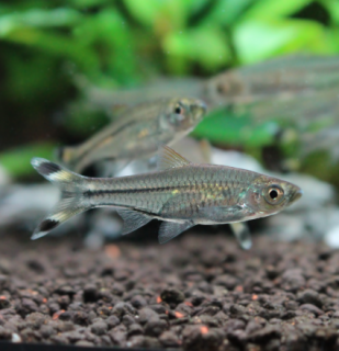 Razbora průsvitná - Rasbora trilineata