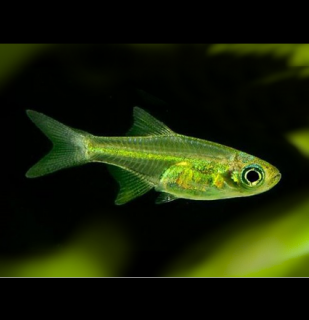 Razbora ranongská 30 ks - Microdevario kubotai