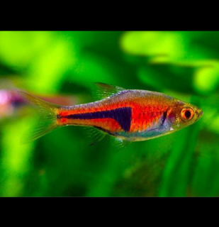 Razborka Espeho - Rasbora espei