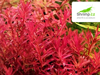 Rotala blood red - svazek