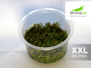 Rotala macrandra - in vitro 100 ml