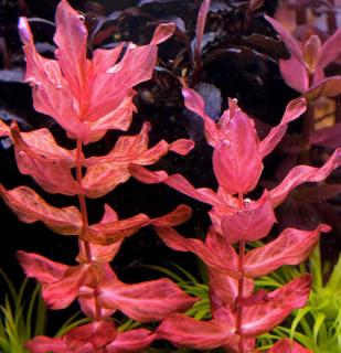 Rotala macrandra  - košík