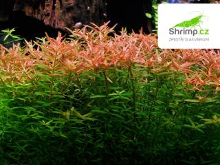 Rotala rotundifolia - košík