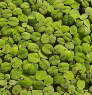 Salvinia minima 100 ml