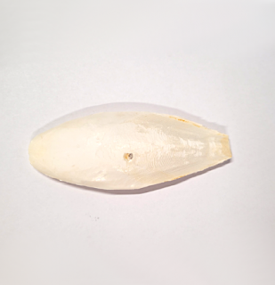 Sépiová kost 10 cm 1 ks