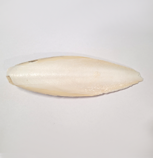 Sépiová kost 15 cm 1 ks