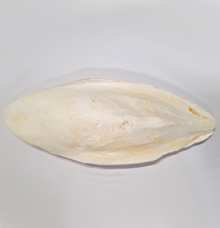 Sépiová kost 25 cm 1 ks