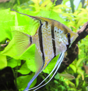 Skalára amazonská - 'Rio Nanay'  (Pterophyllum scalare 'Rio Nanay')