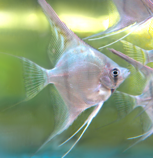 Skalára amazonská - Santa Isabel  (Pterophyllum scalare sp. Santa Isabel)
