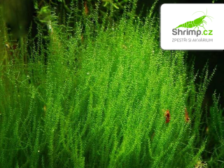 Stringy Moss - Leptodyctium riparium - in vitro 100 ml