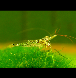 Sulawesi White Orchid - Caridina sp.