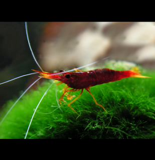 Sulawesi Yellow Nose - Caridina spinata