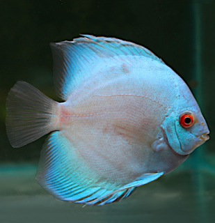 Terčovec Blue Diamond - Symphysodon discus