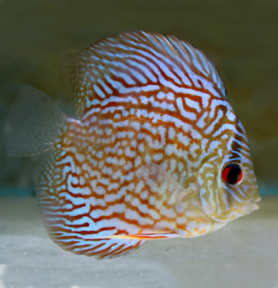 Terčovec Red Turquoise 9 cm - Symphysodon discus