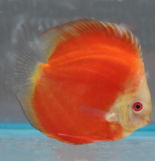Terčovec Super Red Melon - Symphysodon discus
