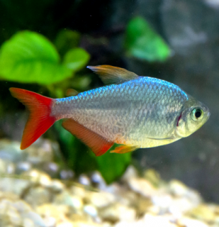 Tetra darienská 10 ks - Moenkhausia columbiana red-blue