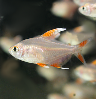 Tetra ozdobná white fin - Hyphessobrycon rosaceus white fin