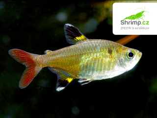 Tetra průsvitná 10 ks - Pristella maxillaris (Pristella maxillaris)