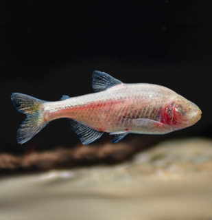 Tetra slepá - Astyanax jordani