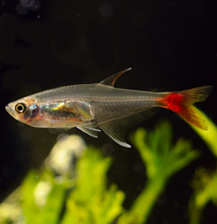 Tetra vláknoploutvá - Prionobrama filigera
