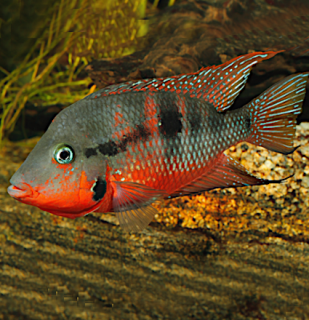 Thorichthys meeki