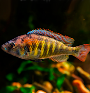 Tlamovec Nyerereho 4 - 5 cm (Haplochromis nyererei)