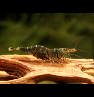 Towuti Tiger Shrimp - Caridina masapi