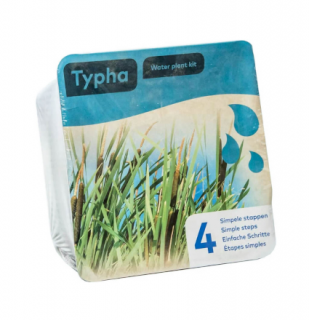 Typha latifolia – blistr 18 cm (Orobinec širolistý)